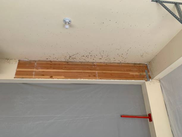 Best Black Mold Removal  in Wheaton, MN